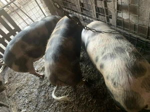 Vand porci! - imagine 3