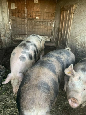 Vand porci! - imagine 4