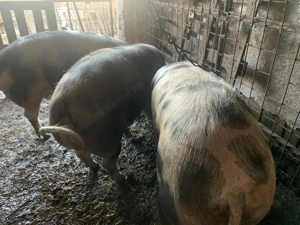 Vand porci! - imagine 2