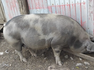 Cauta alta casa - imagine 3