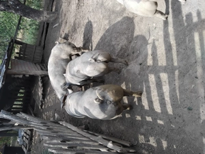 Cauta alta casa - imagine 5