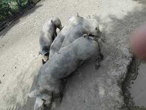 Cauta alta casa - imagine 4