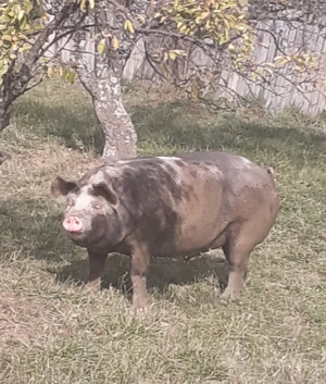 Porci rasa Carne Pietrain - imagine 3