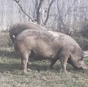 Porci rasa Carne Pietrain - imagine 2