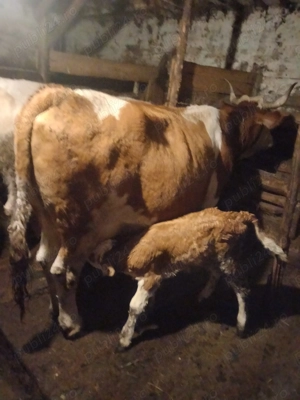 Vacă cu vițel disponibil 