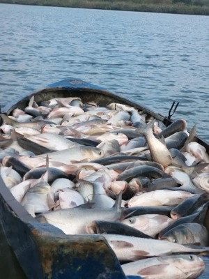 Vindem fitofag novac 3-5 kg 