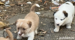 Ofer spre adopție șase cățeluși drăgălași varsta  2 luni - imagine 2