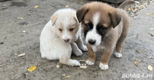 Ofer spre adopție șase cățeluși drăgălași varsta  2 luni