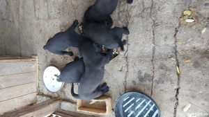 puiuți labrador - imagine 3