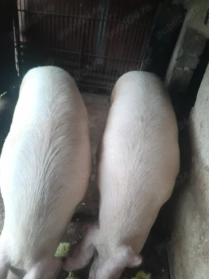 Porcii crescuți în gospodărie proprie 