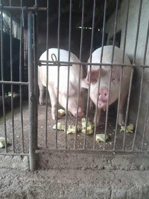 Porci crescuți bio din - imagine 3