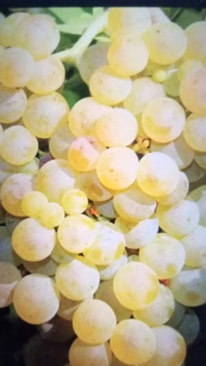 Zeama de struguri demisec