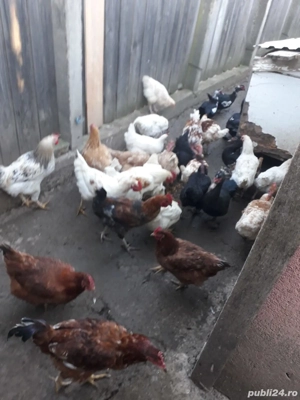 Vând găini și cocoși  - imagine 3
