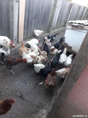 Vând găini și cocoși 