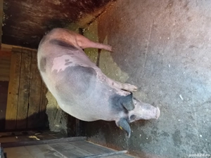 disponibili pentru craciun