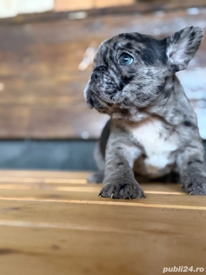 bulldog francez Merle - imagine 3