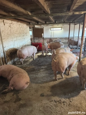 porci de carne crescuti la tara - imagine 3