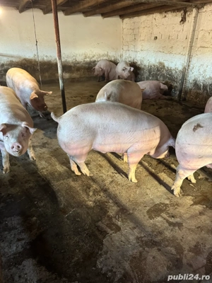 porci de carne crescuti la tara - imagine 2