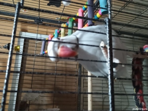 papagal micul Alexandru