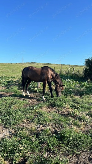 Vand cal bun de tras - imagine 2