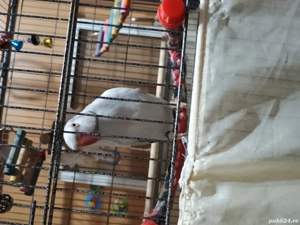 papagal micul Alexandru - imagine 2