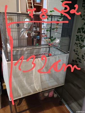 papagal micul Alexandru - imagine 3