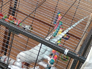 papagal micul Alexandru - imagine 4