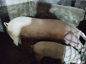 porci de vânzare - imagine 3