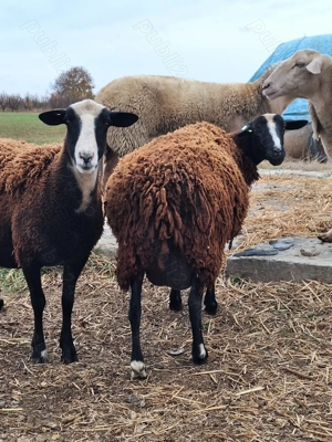 Oi lacaune de vanzare - imagine 2