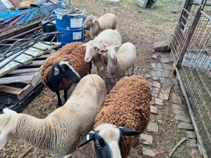 Oi lacaune de vanzare - imagine 4