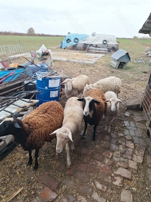 Oi lacaune de vanzare - imagine 3