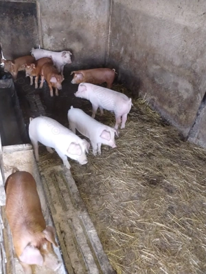 Vand purcei 10 saptamani gospodărie proprie - imagine 2