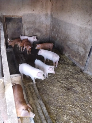 Vand purcei 10 saptamani gospodărie proprie - imagine 3