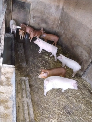 Vand purcei 10 saptamani gospodărie proprie - imagine 4