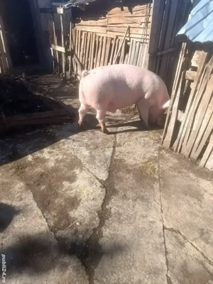 Porci de vânzare. - imagine 3