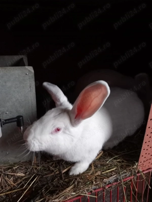 Iepuri de carne - imagine 2