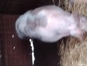 Vând porc de carne  - imagine 2