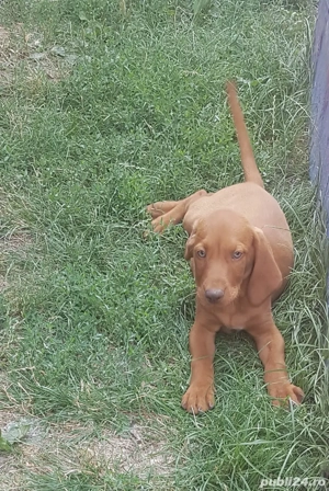 Vizsla Maghiara - imagine 3