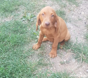 Vizsla Maghiara - imagine 2