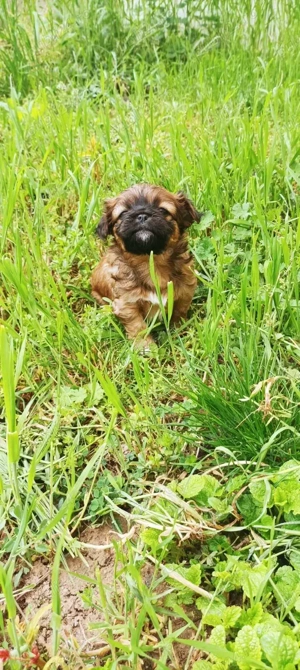 Pechinezi mici de rasă pura-Pekingez Imperial -portocaliu și negru - imagine 4