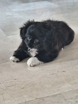 Pechinezi mici de rasă pura-Pekingez Imperial -portocaliu și negru - imagine 2