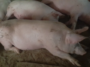 Porci de vânzare  - imagine 3