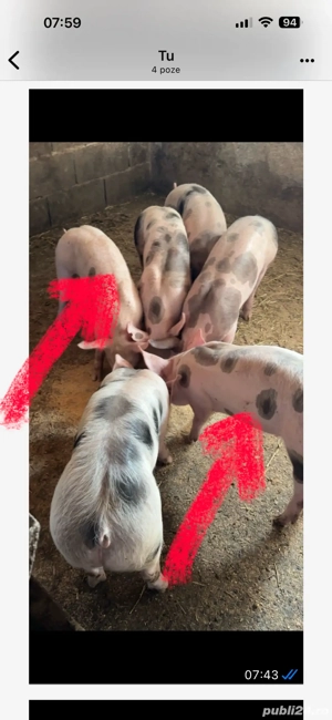 Purcei pietrain rasa de carne  9-10 saptamai  - imagine 4