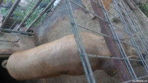 Vand porc pentru sacrificare  - imagine 5