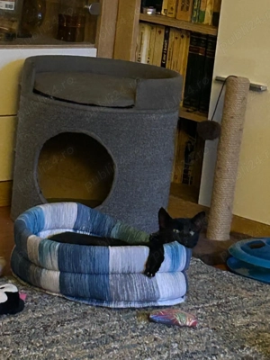 2puiuti sa fie cu noroc.