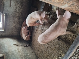 porci de vânzare  - imagine 2