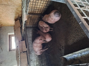 porci de vânzare  - imagine 3