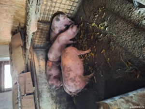porci de vânzare  - imagine 4