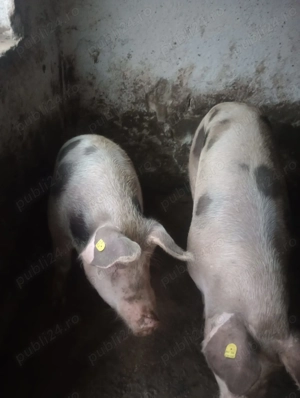 Vand porci pentru sacrificat - imagine 3