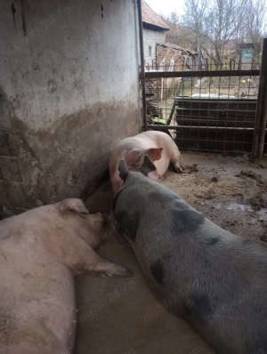 Vand porci pentru sacrificat - imagine 2